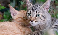 母猫很排斥公猫怎么办