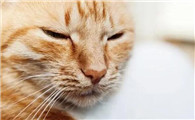 家里的母猫发情了怎么办