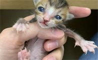刚出生的小猫脐带怎么处理干净