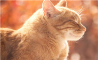 猫泌尿道综合症输液用药有哪些