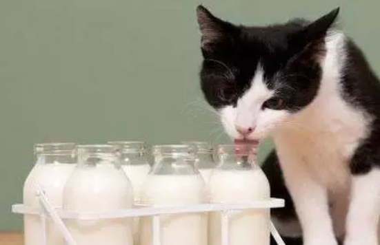 给猫冲完羊奶多久扔掉比较好