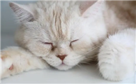 怎样知道小猫身上有没有跳蚤