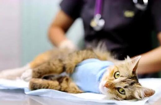 猫咪多大可以绝育
