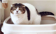 猫咪拉肚子了怎么办呢