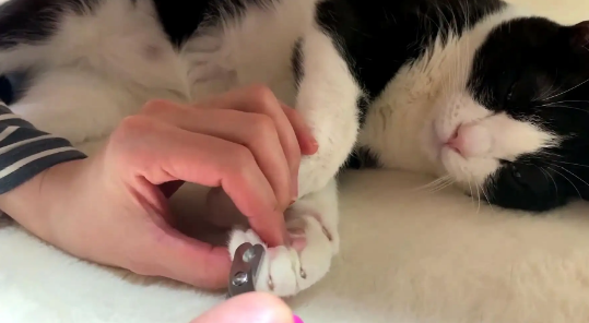 二十天的小猫可以剪指甲吗
