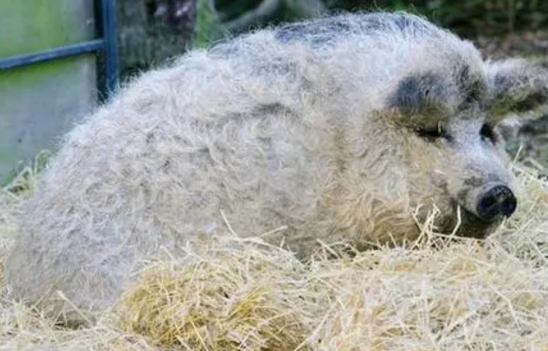 林肯郡卷毛猪哪里有卖？这些地方可去