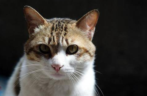 小猫舌头溃疡是怎么引起的