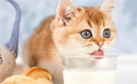 猫咪可以喝纯牛奶吗