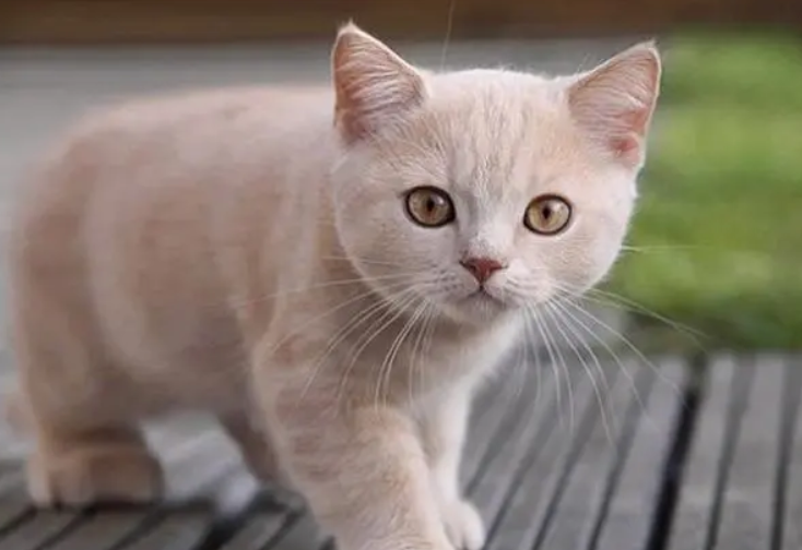 猫的寿命一般多长
