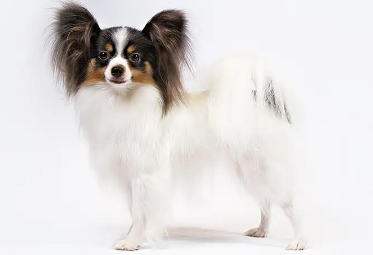蝴蝶犬串串是土狗吗?没听说过的快来看看吧~ 蝴蝶犬串串是土狗吗?没听说过的快来看看吧~