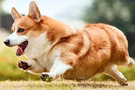 大三通柯基是什么意思?看完你就明白了!