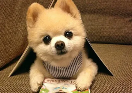 俊介犬聪明吗？此处有答案！