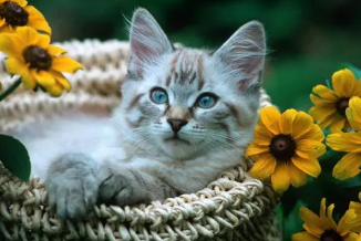 猫咪感冒了会自己好吗