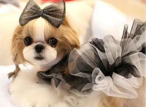 get一份扮靓西施犬攻略!! get一份扮靓西施犬攻略!!