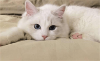 猫癣一定会传染人吗