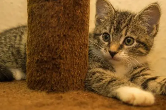 小猫得了猫癣是什么样子的 小猫得了猫癣是什么样子的