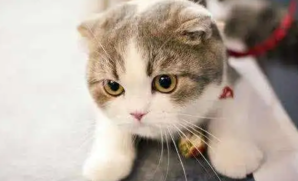 公猫发情到处尿怎么办?这几个方法很有效 公猫发情到处尿怎么办?这几个方法很有效