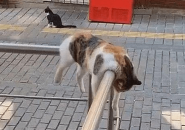 栏杆上挂着一只猫，路人凑近一瞧却默默绕着走：太社会了吧