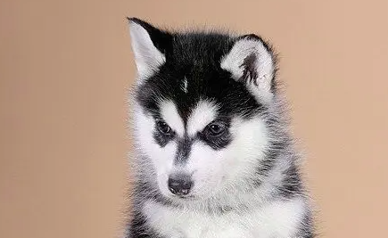 怎么训练哈士奇幼犬定点大小便 怎么训练哈士奇幼犬定点大小便