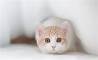 猫脚溃烂是什么原因引起的