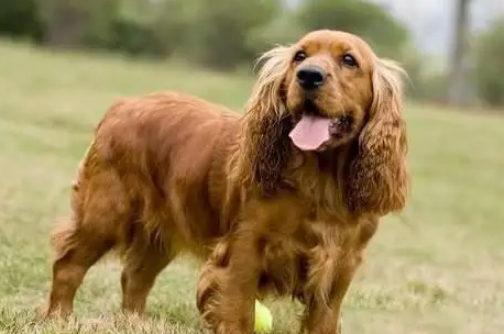 英国可卡犬怎么不叫?很可能是这些原因! 英国可卡犬怎么不叫?很可能是这些原因!