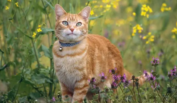 猫拉稀吃什么药管用