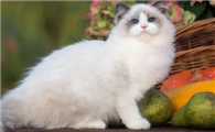猫咪发烧呕吐拉稀是怎么回事