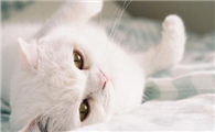 猫怀孕后期拉稀怎么回事