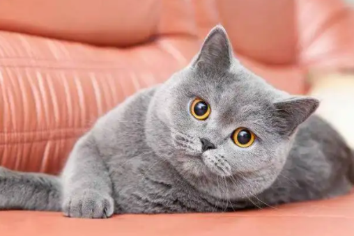 铲屎官带你了解:纯种蓝猫怎么鉴别? 铲屎官带你了解:纯种蓝猫怎么鉴别?