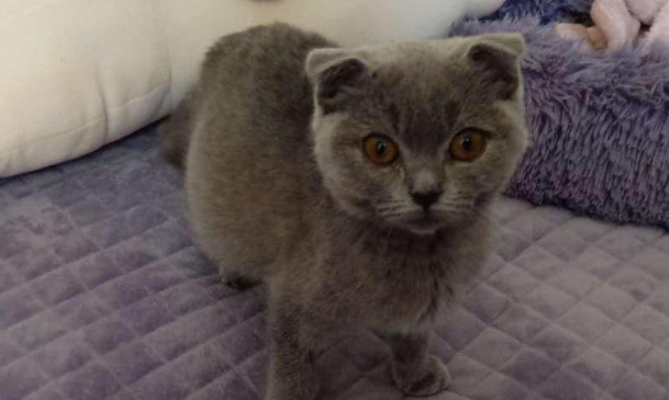 猫传腹是怎么引起的 猫传腹是怎么引起的