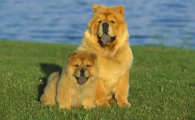 松狮犬多少钱一只幼崽