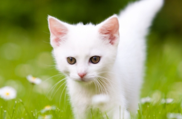 母猫需要做绝育手术吗 母猫需要做绝育手术吗
