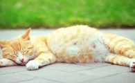 猫怀孕会孕吐吗