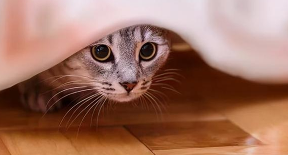 猫拉肚子怎么回事