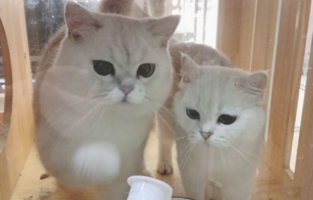 猫被蜱虫咬了有什么症状表现 猫被蜱虫咬了有什么症状表现