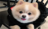俊介犬聪明吗？此处有答案！