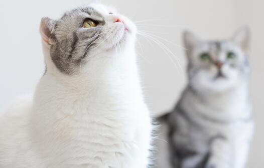 小猫几个月可以打疫苗驱虫药需要多少钱
