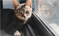 猫咪生产前拉稀正常吗怎么办