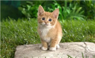 猫咪热到了会有什么症状表现