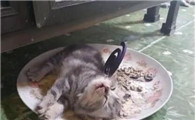 偶尔点一次蚊香对猫有影响嘛