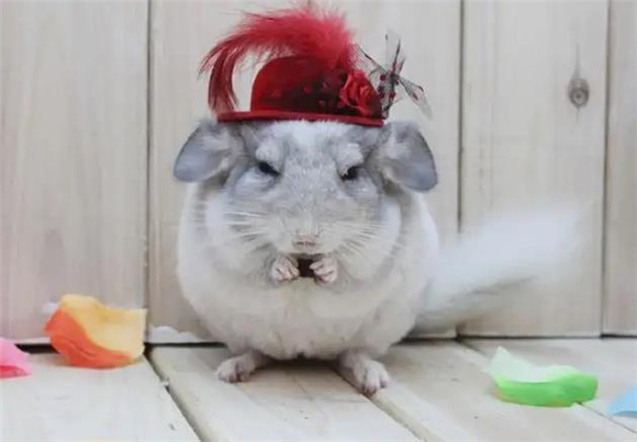 想知道龙猫爱不爱你,看它是否有信任你的睡姿! 想知道龙猫爱不爱你,看它是否有信任你的睡姿!