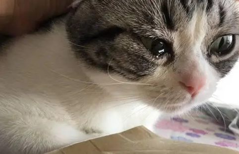 猫会不会哭掉眼泪