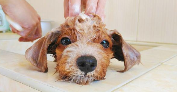 狗狗打了狂犬疫苗多久可以洗澡