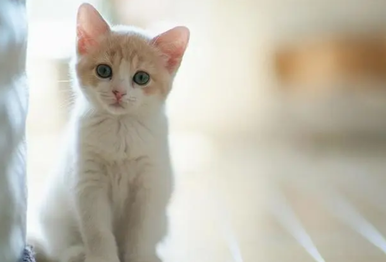 猫的毛一块块掉是为什么呢 猫的毛一块块掉是为什么呢