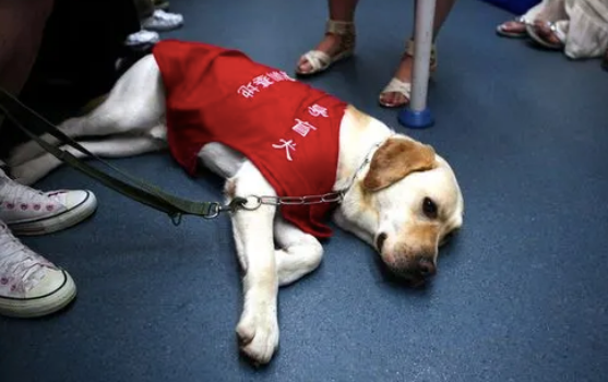 妹子搭地铁被导盲犬睡一整路,她一秒都不敢动:它一定累坏了 妹子搭地铁被导盲犬睡一整路,她一秒都不敢动:它一定累坏了
