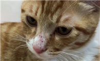 猫咪鼻子有血怎么回事