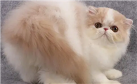 波斯猫只有白色的吗？答案绝对出乎你的意料！