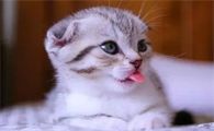 1个多月的小猫为什么一直叫个不停
