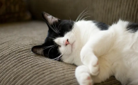 猫咪几天睁开眼睛