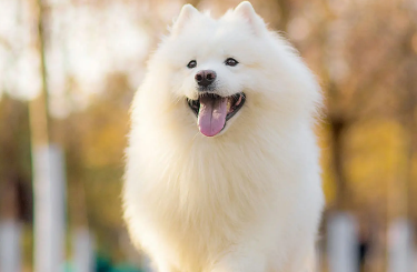 哪种犬适合选美?我来告诉你! 哪种犬适合选美?我来告诉你!